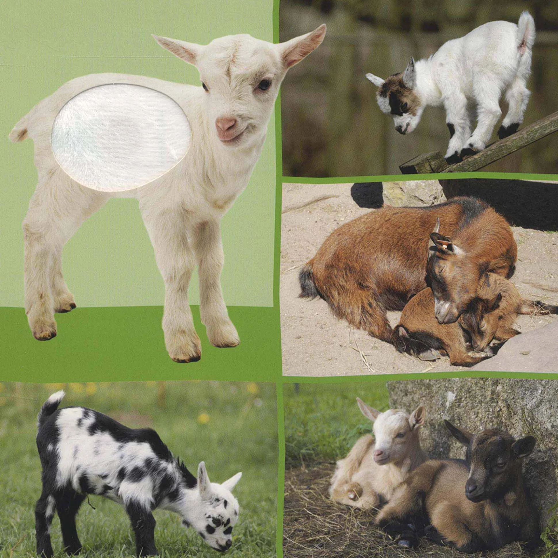 Welk dier hoor ik hier? – Babydieren Multi